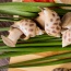 Ốc hương sống, nuôi an toàn VietGAP